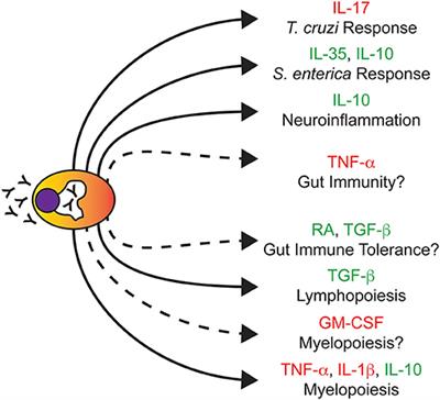 Plasma Cells, the Next Generation: Beyond Antibody Secretion